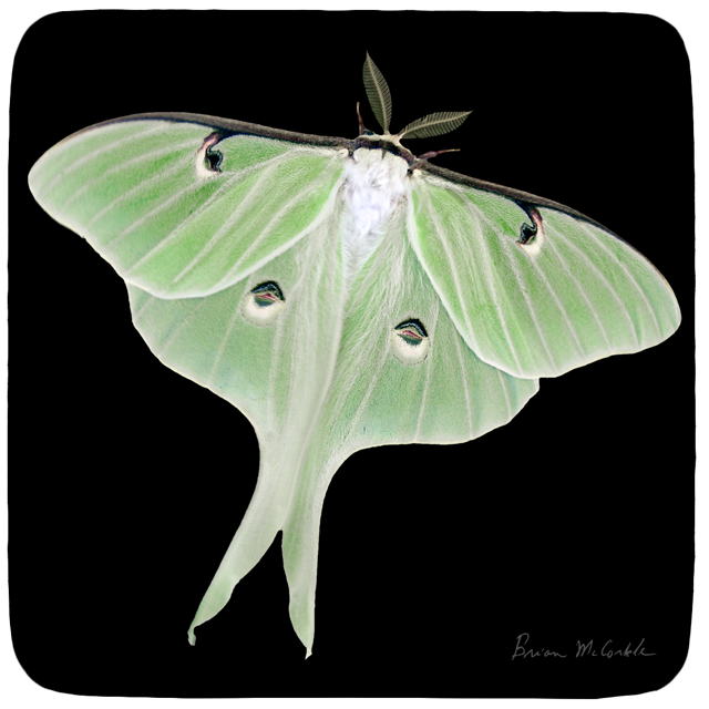 (image for) Luna BlackRC.jpg